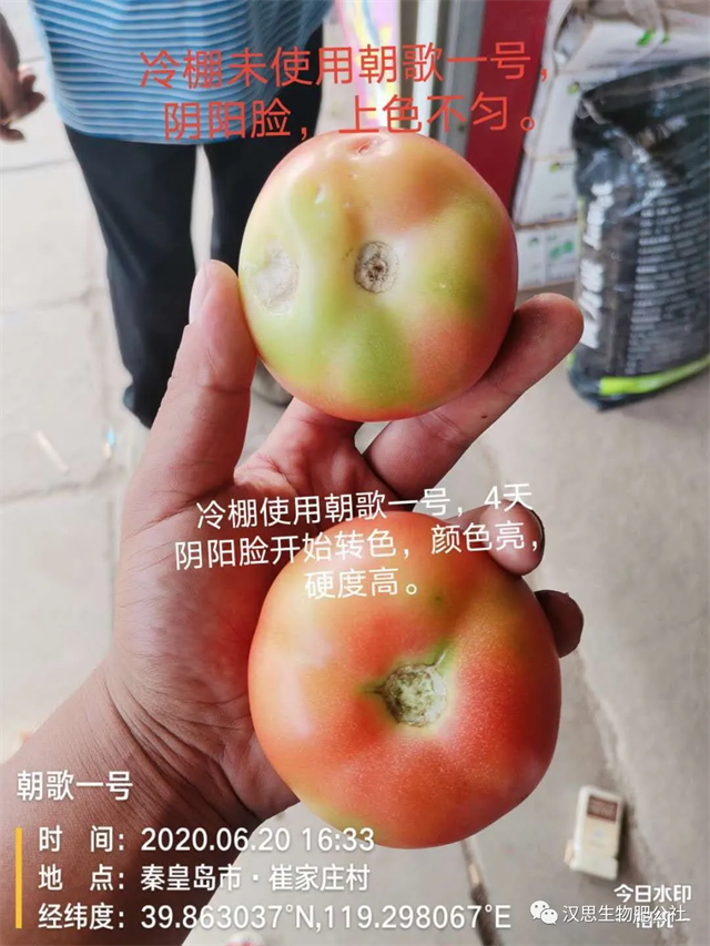 意外驚喜，《朝歌一號(hào)》不光解決西紅柿陰陽(yáng)臉，還能能讓土壤踩上去軟軟的！