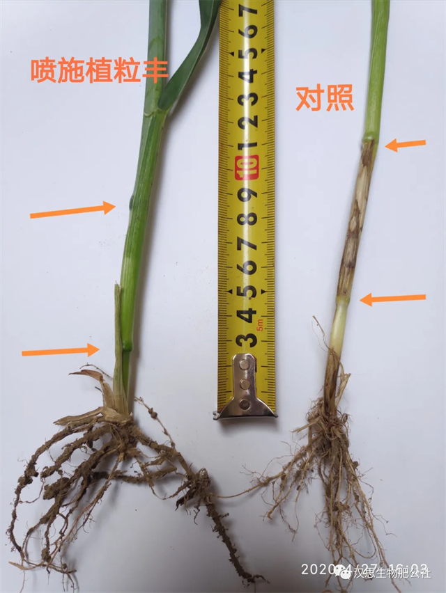當(dāng)磷酸二氫鉀遇上氨基酸水溶肥，“黃金搭檔”增產(chǎn)很輕松產(chǎn)很輕松