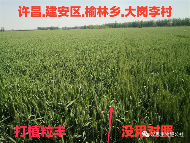 當(dāng)磷酸二氫鉀遇上氨基酸水溶肥，“黃金搭檔”增產(chǎn)很輕松產(chǎn)很輕松