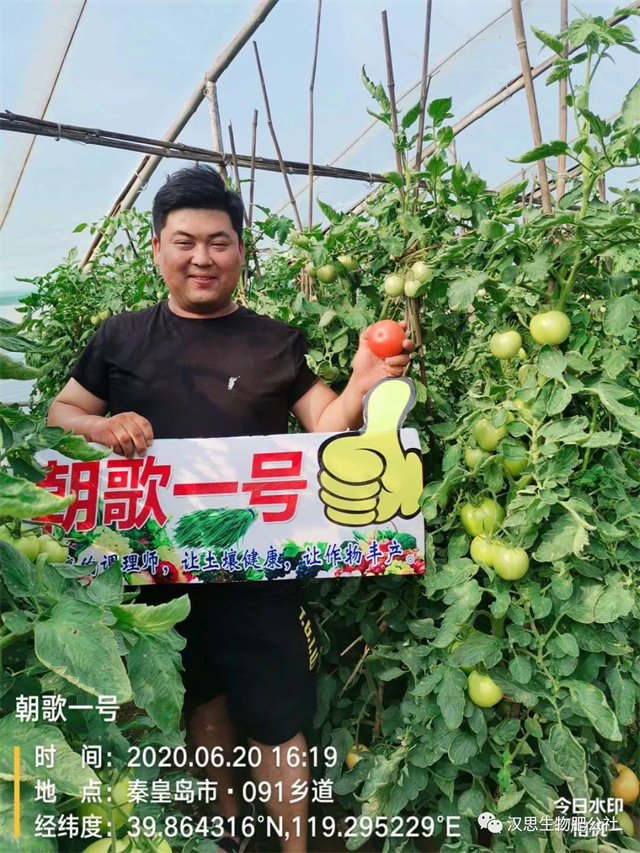 意外驚喜，《朝歌一號(hào)》不光解決西紅柿陰陽(yáng)臉，還能能讓土壤踩上去軟軟的！
