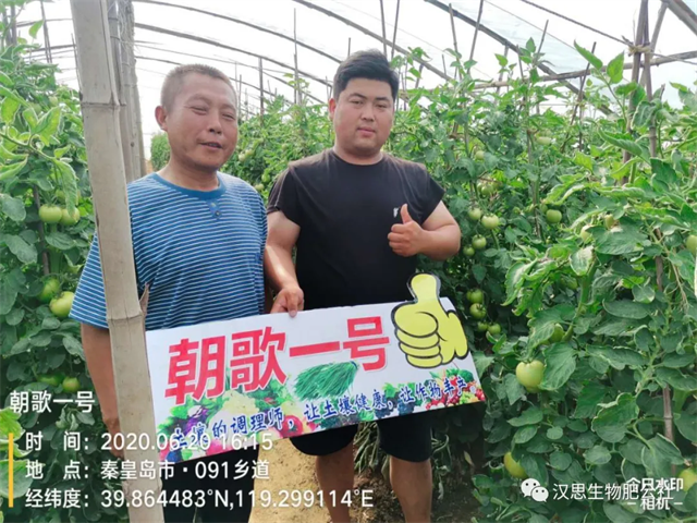 意外驚喜，《朝歌一號(hào)》不光解決西紅柿陰陽(yáng)臉，還能能讓土壤踩上去軟軟的！