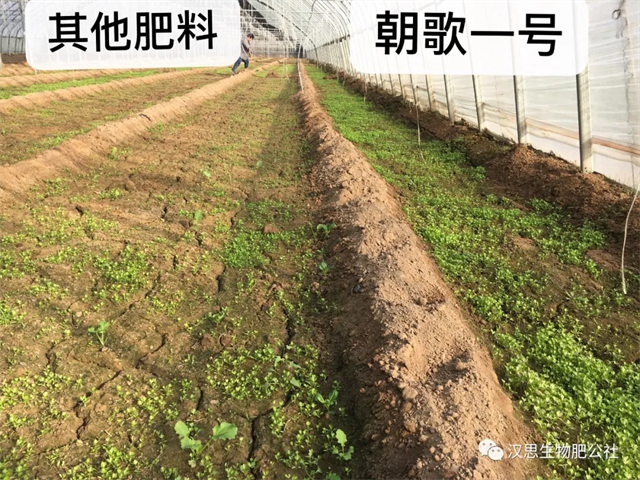 意外驚喜，《朝歌一號(hào)》不光解決西紅柿陰陽(yáng)臉，還能能讓土壤踩上去軟軟的！