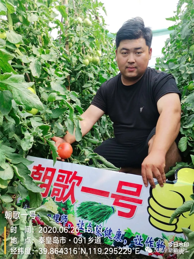 意外驚喜，《朝歌一號(hào)》不光解決西紅柿陰陽(yáng)臉，還能能讓土壤踩上去軟軟的！