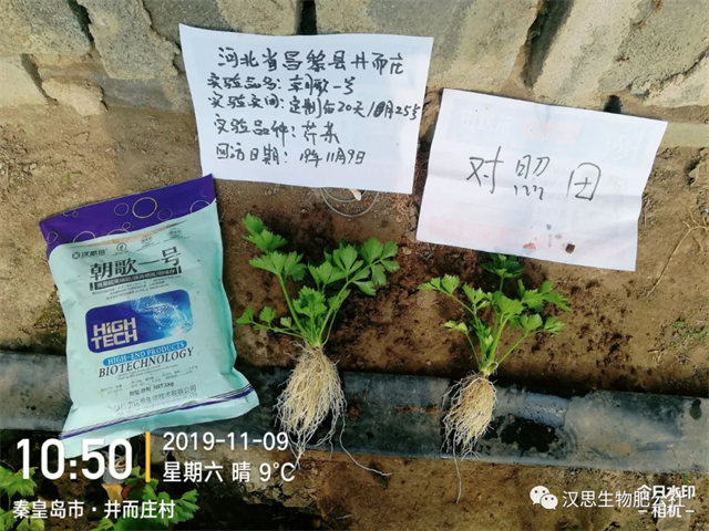 意外驚喜，《朝歌一號(hào)》不光解決西紅柿陰陽(yáng)臉，還能能讓土壤踩上去軟軟的！